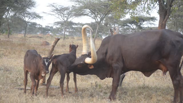 Ankole Cow And Calf In Field