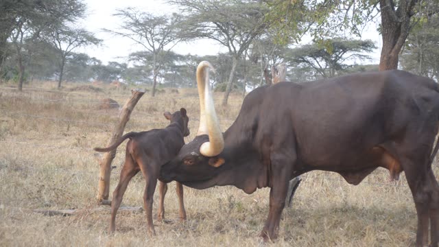 Long-Horned Cattle Pair Grazing