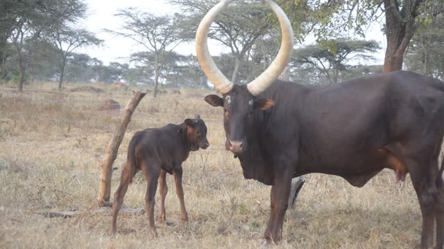 Ankole Cow And Calf In Field