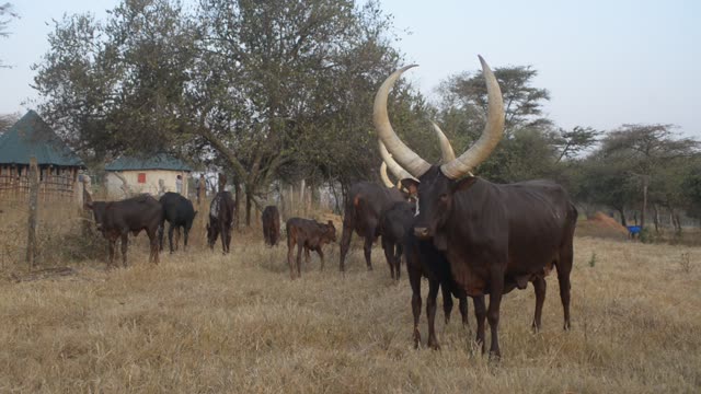 Long-Horned Cattle Pair Grazing