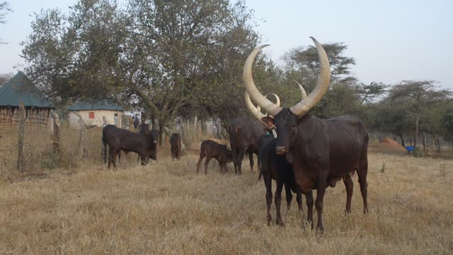 Long-Horned Cattle Pair Grazing
