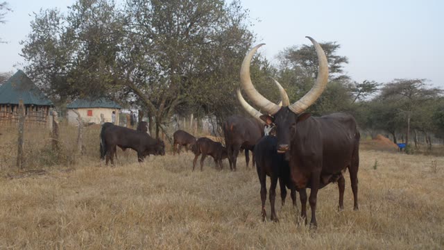 Ankole Cow And Calf In Field