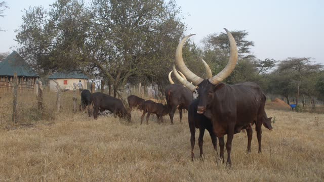 Long-Horned Cattle Pair Grazing