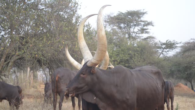 Longhorn Bull Facing Camera