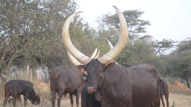 Ankole Bull Horn Portrait