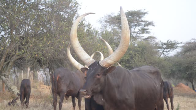 Longhorn Bull Facing Camera