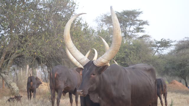 Longhorn Bull Facing Camera