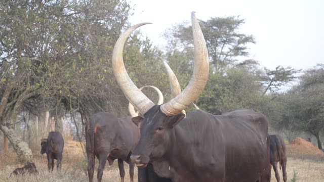 Ankole Bull Horn Portrait
