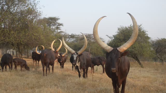 Longhorn Bull Facing Camera