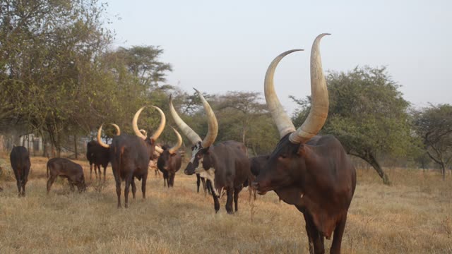 Ankole Bull Horn Portrait