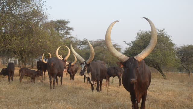 Longhorn Bull Facing Camera