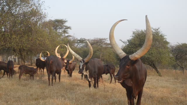 Longhorn Bull Facing Camera