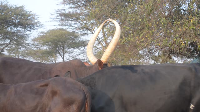 Cattle Herd Walking Path
