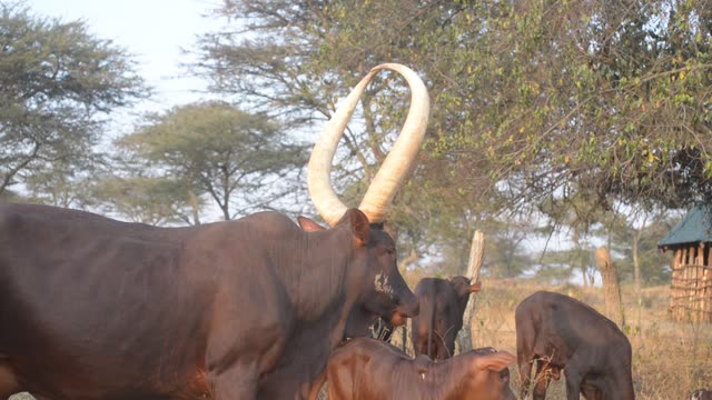 Close Horns At Pasture Edge