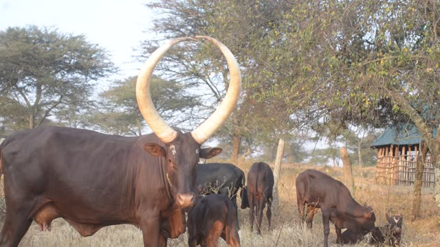 Cattle Herd Walking Path