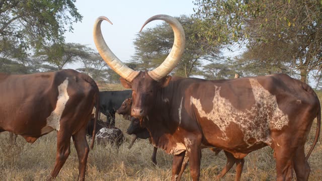 Reddish Ankole Cow Portrait