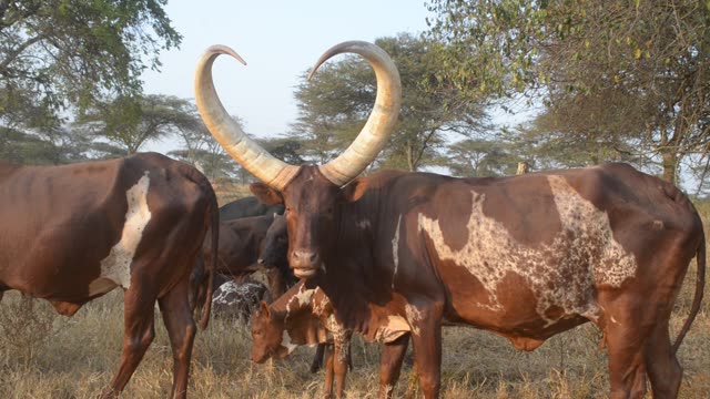 Reddish Ankole Cow Portrait