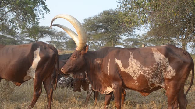 Reddish Ankole Cow Portrait