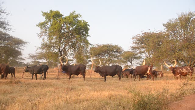 Herd Silhouette Against Trees