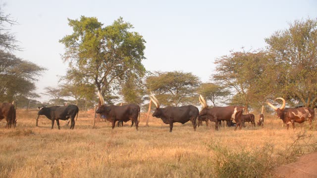 Cattle Herd Walking In Line