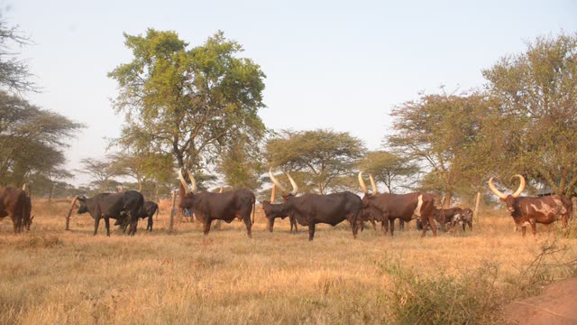 Cattle Herd Walking In Line