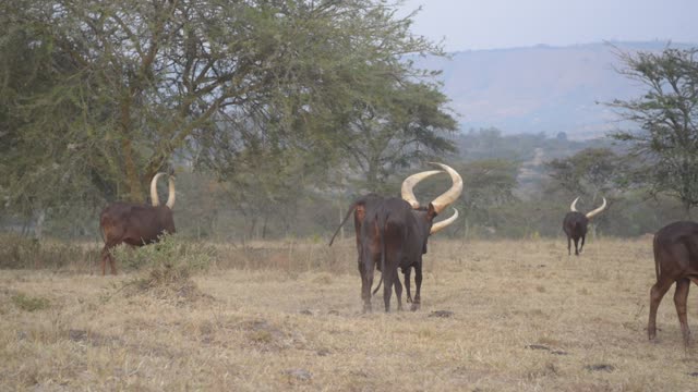 Cattle Herd Walking In Line