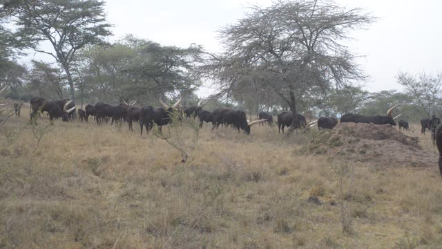 Herd Silhouette Against Trees