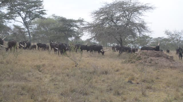 Herd Silhouette Against Trees