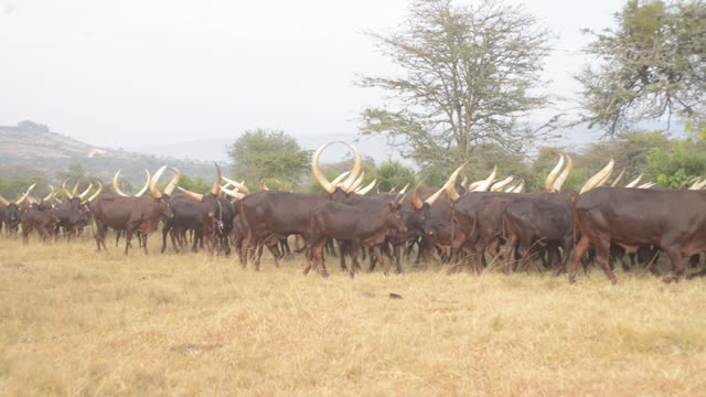 Cattle Herd Walking In Line