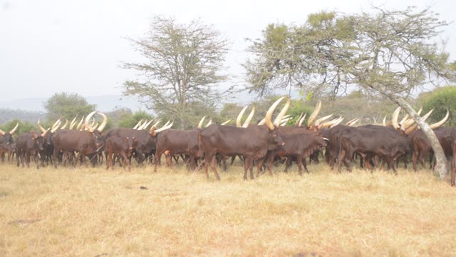 Herd Silhouette Against Trees