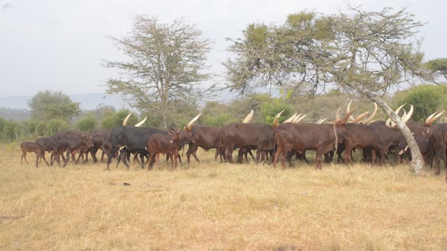 Cattle Herd Walking In Line