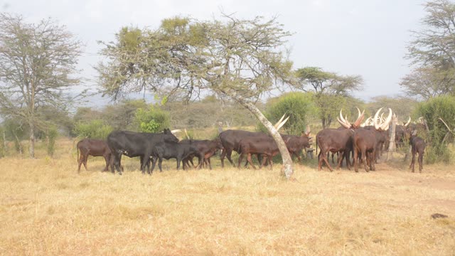 Herd Silhouette Against Trees