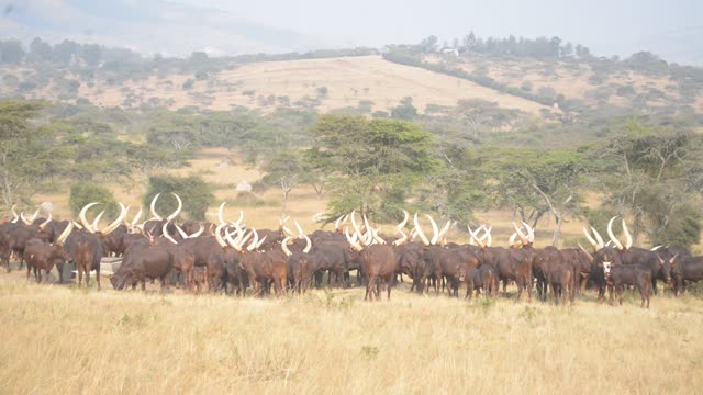 Cattle Herd Walking In Line