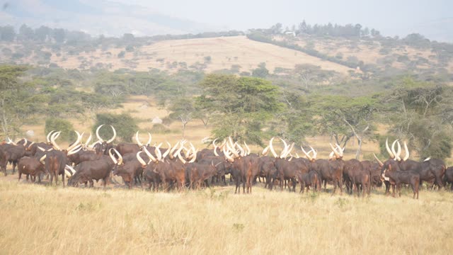 Herd Silhouette Against Trees