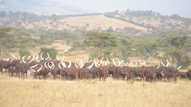 Cattle Herd Walking In Line