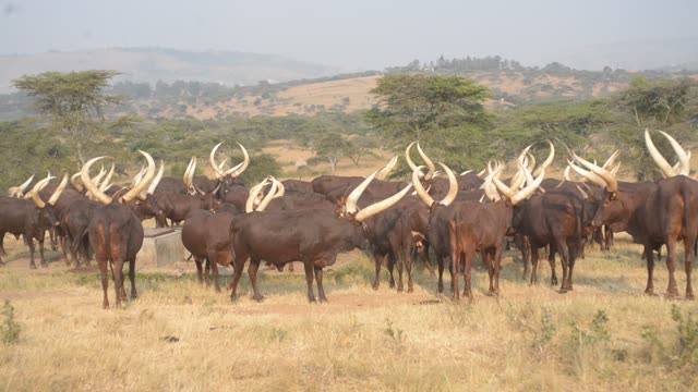 Herd Silhouette Against Trees