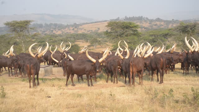 Cattle Herd Walking In Line