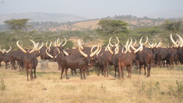 Cattle Drinking At Trough
