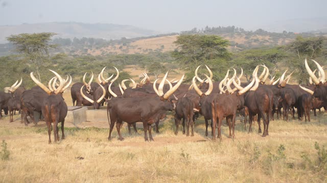 Cattle Drinking At Trough