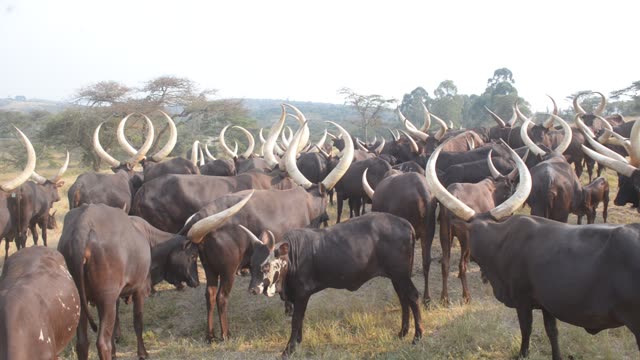 Cattle Drinking At Trough