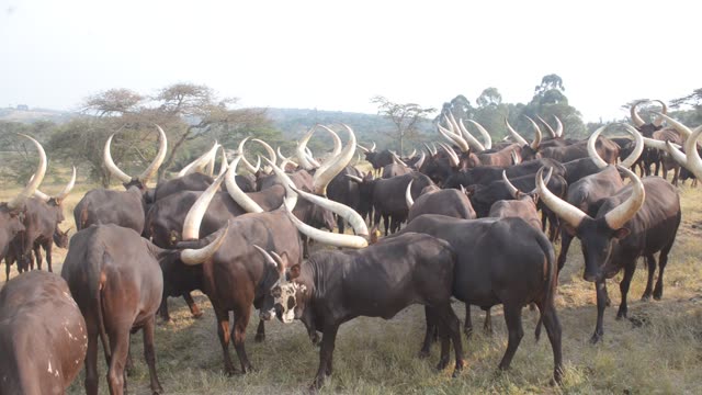 Cattle Drinking At Trough