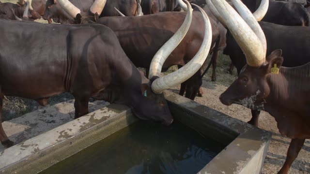 Cattle Drinking At Trough