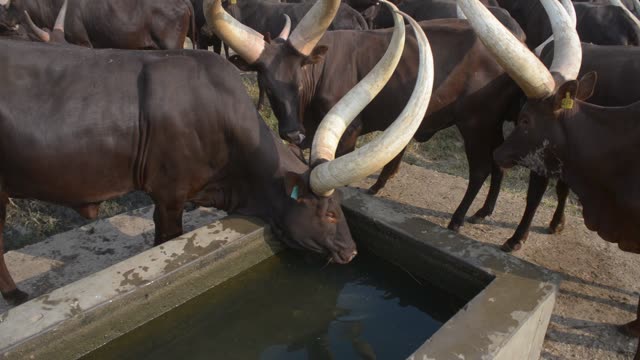 Cattle Drinking At Trough
