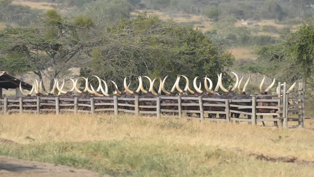 Cattle Horns Lined At Corral Fence