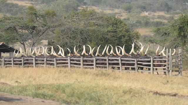 Farm Workers Arranging Cattle