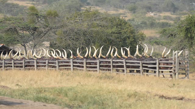 Cattle Horns Lined At Corral Fence