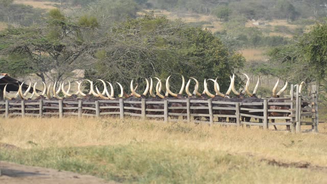 Farm Workers Arranging Cattle
