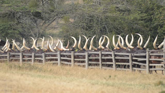 Farm Workers Arranging Cattle