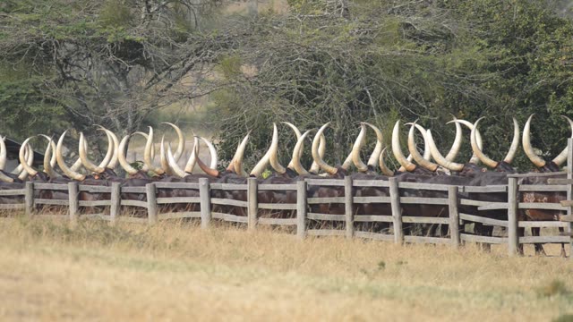 Cattle Horns Lined At Corral Fence