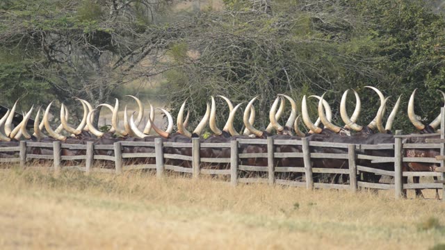 Farm Workers Arranging Cattle